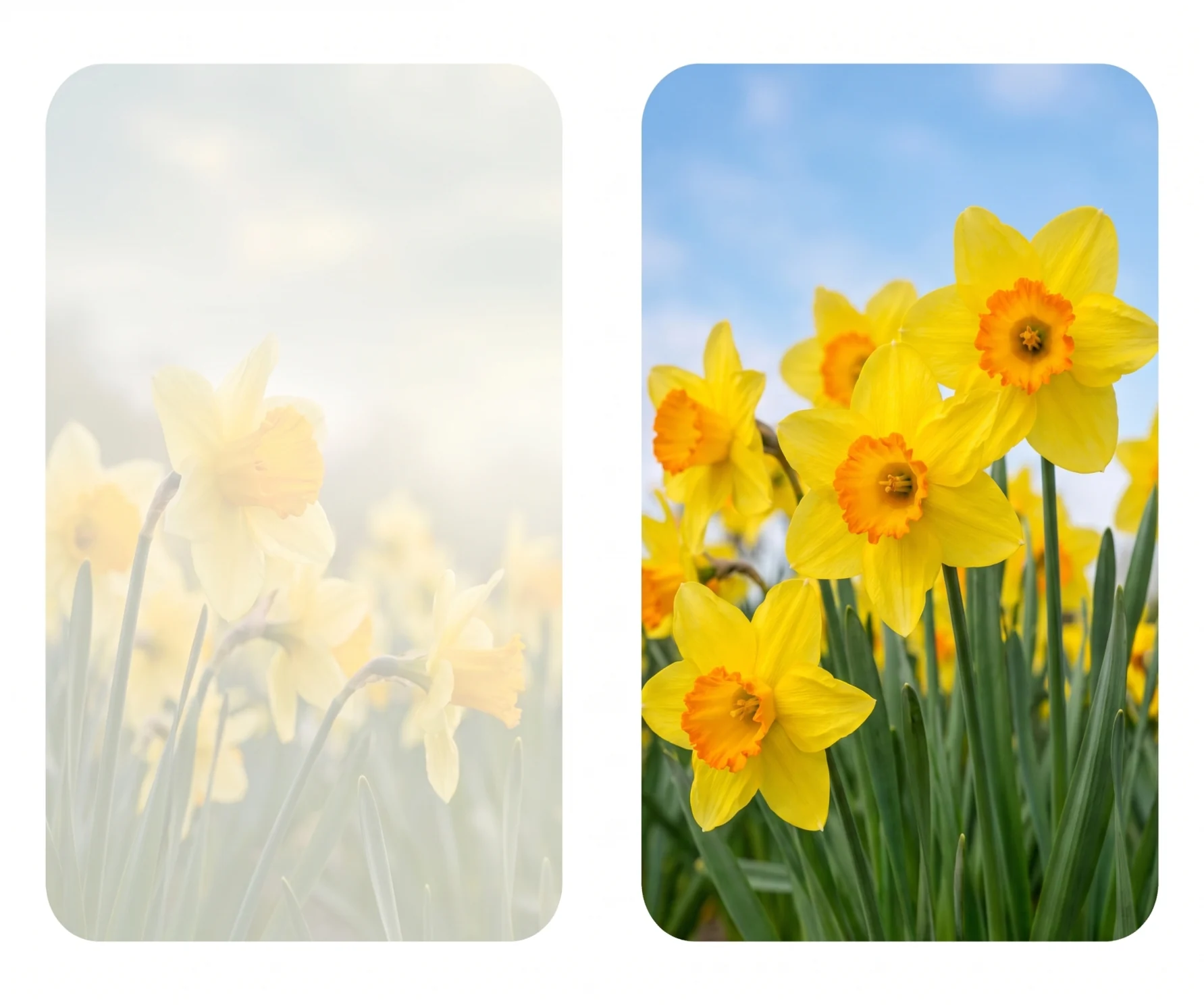 Golden Daffodils personalised memorial card design